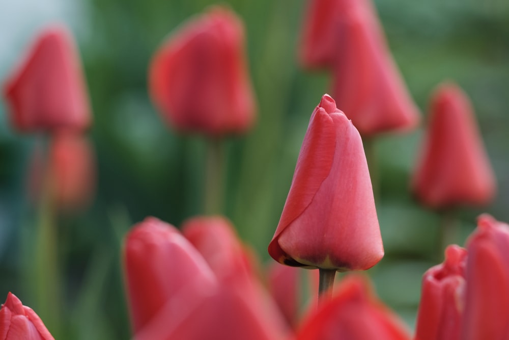 pink tulips in bloom during daytime