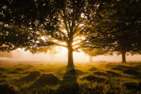 green tree on green grass field during daytime