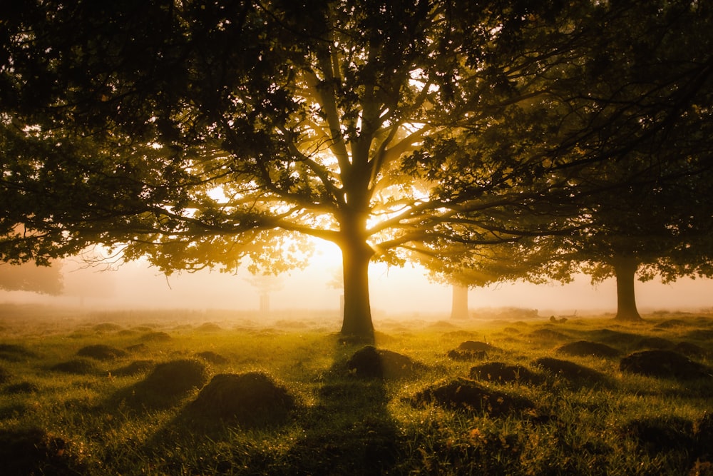 albero verde su campo di erba verde durante il giorno