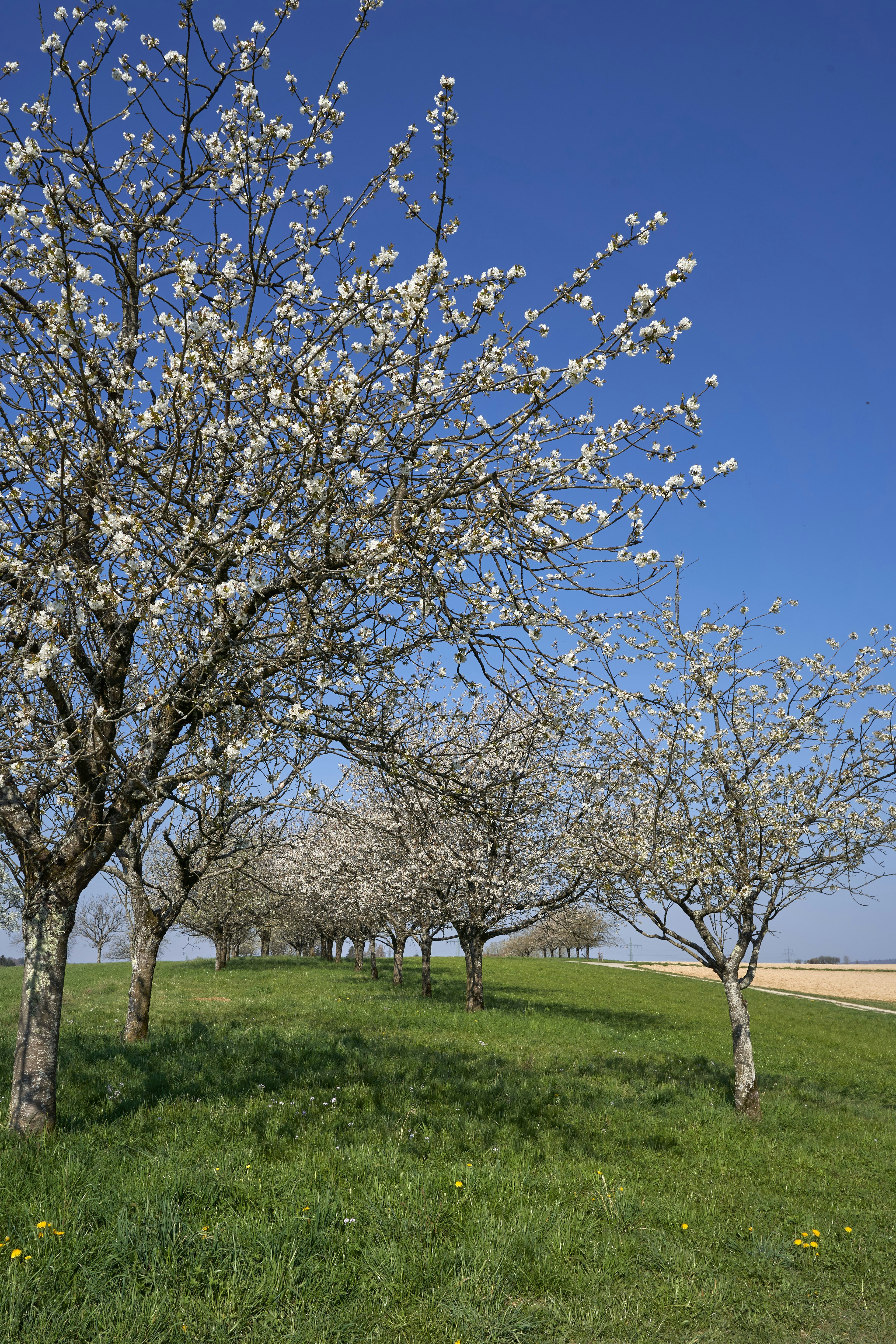 Photo by wolfgang_hasselmann