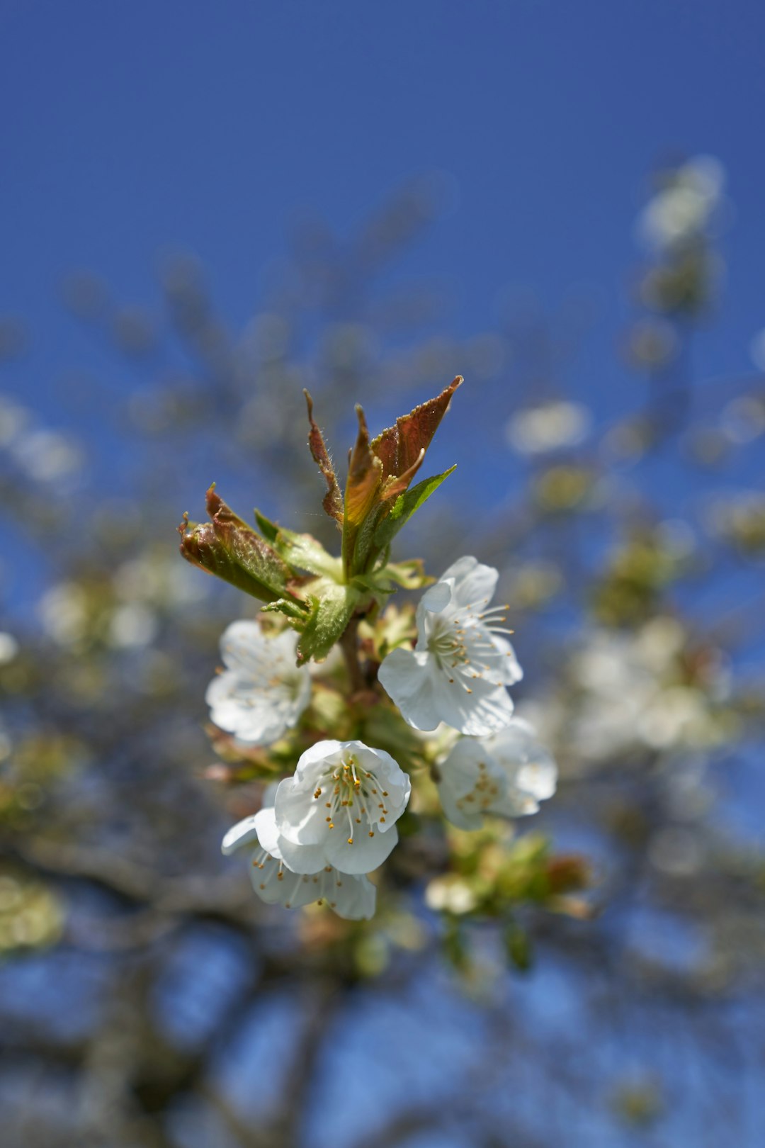 white cherry blossom in close up photography