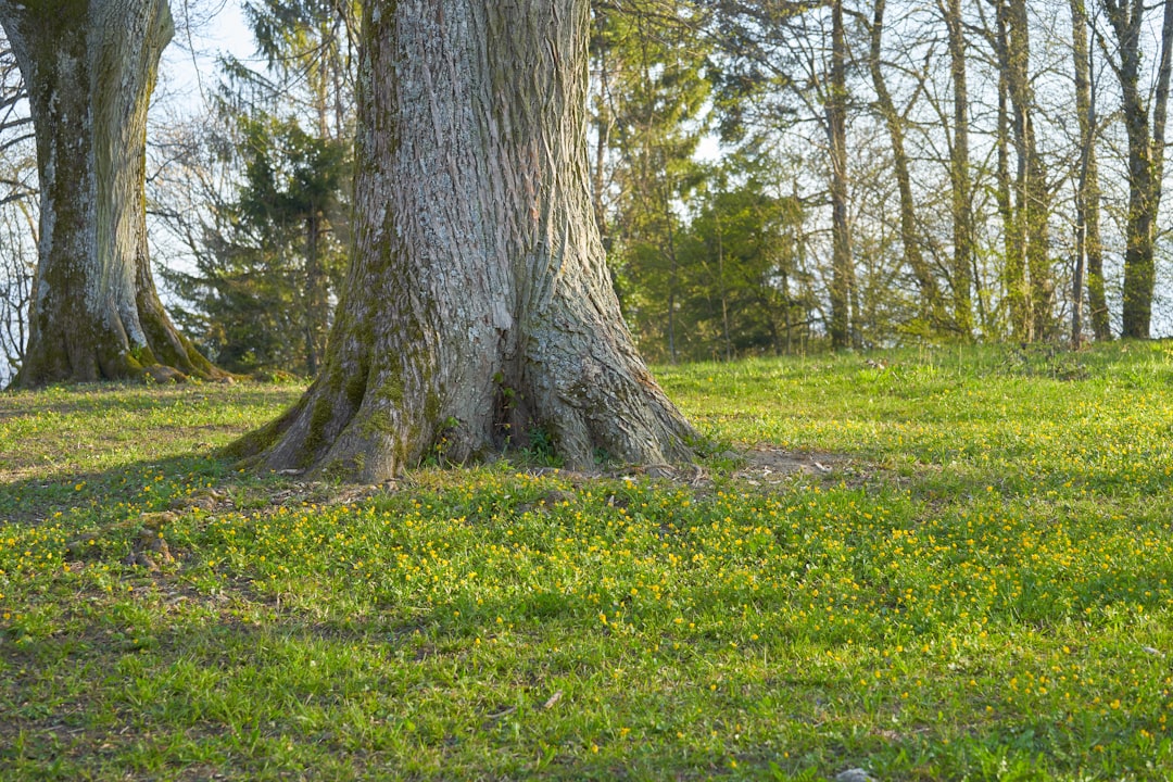 brown tree trunk on green grass field during daytime