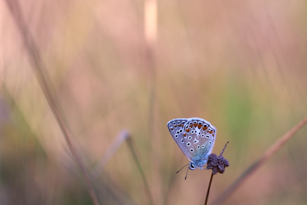 blue and white butterfly on brown grass during daytime