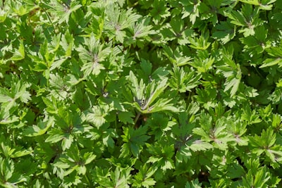 green leaves plant during daytime vase teams background