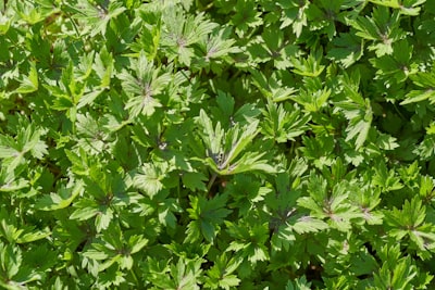 green leaves plant during daytime vase google meet background