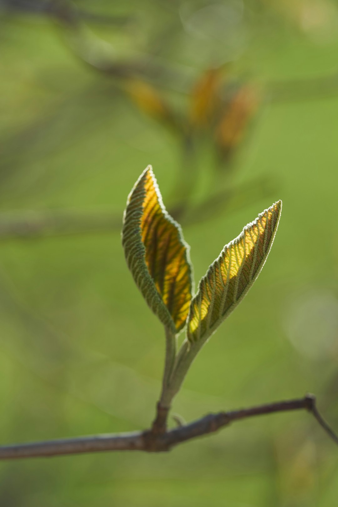 brown and green plant in close up photography