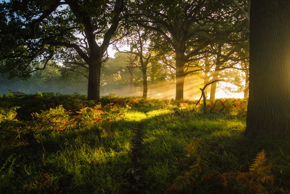 Campo de hierba verde con árboles durante el día