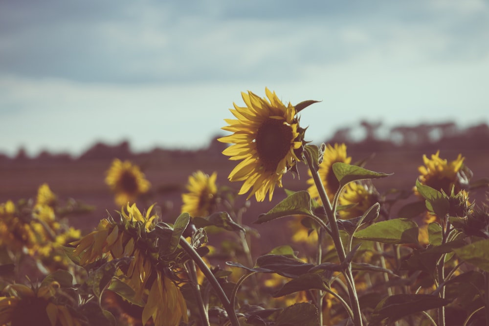 sunflower field under cloudy sky during daytime