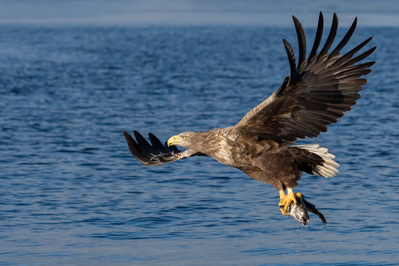 White-tailed eagles return to Exmoor: the 20-bird nature recovery test