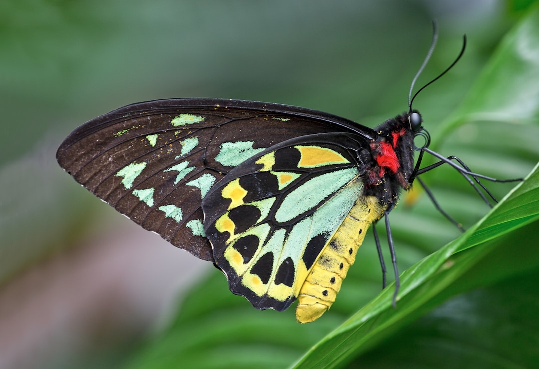 black and yellow butterfly perched on green leaf in close up photography during daytime