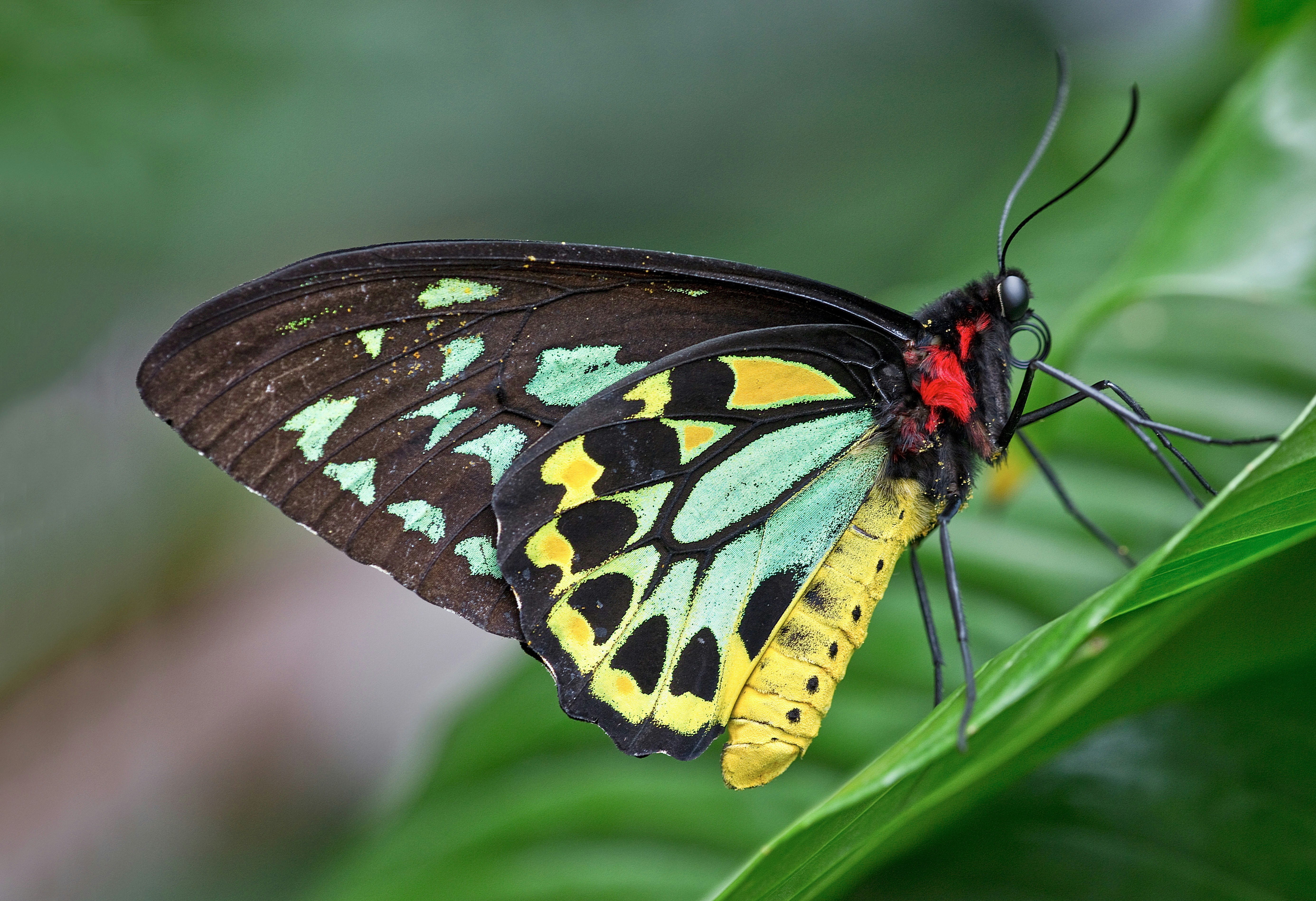 black and yellow butterfly perched on green leaf in close up photography during daytime