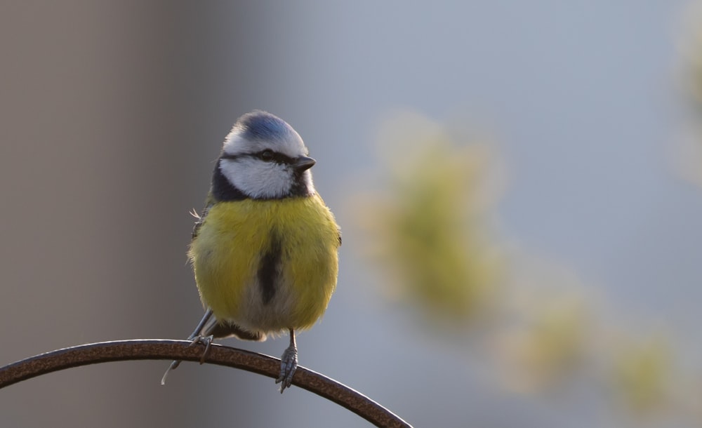 yellow white and blue bird on brown tree branch