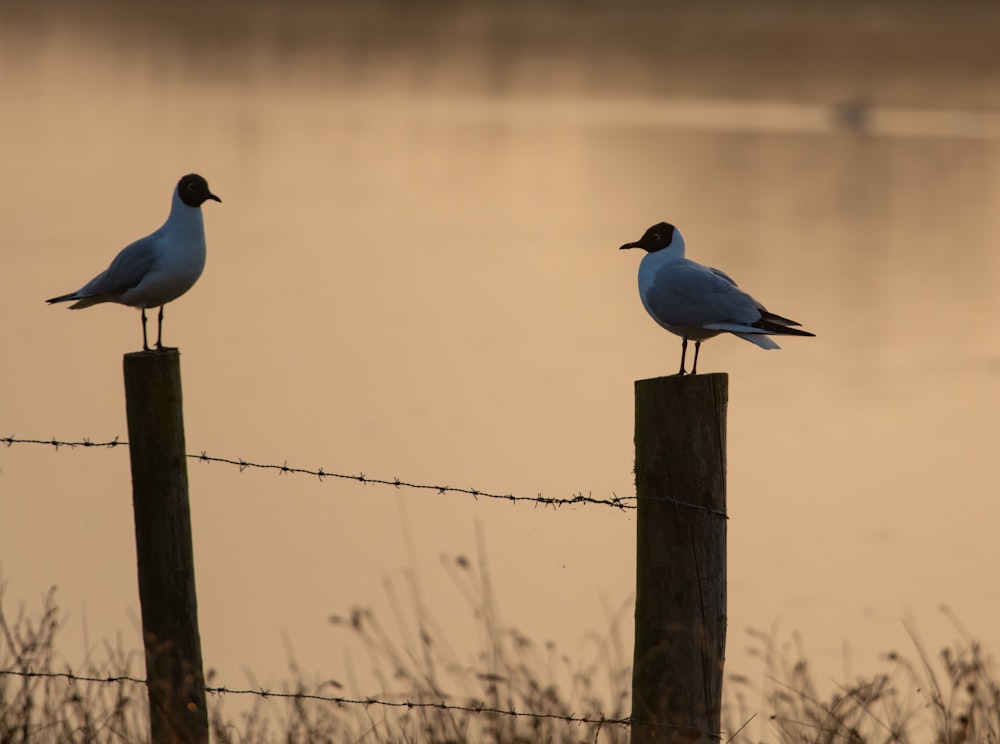 blue and white bird on brown wooden post during daytime