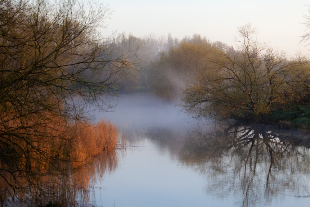 brown trees beside body of water during daytime