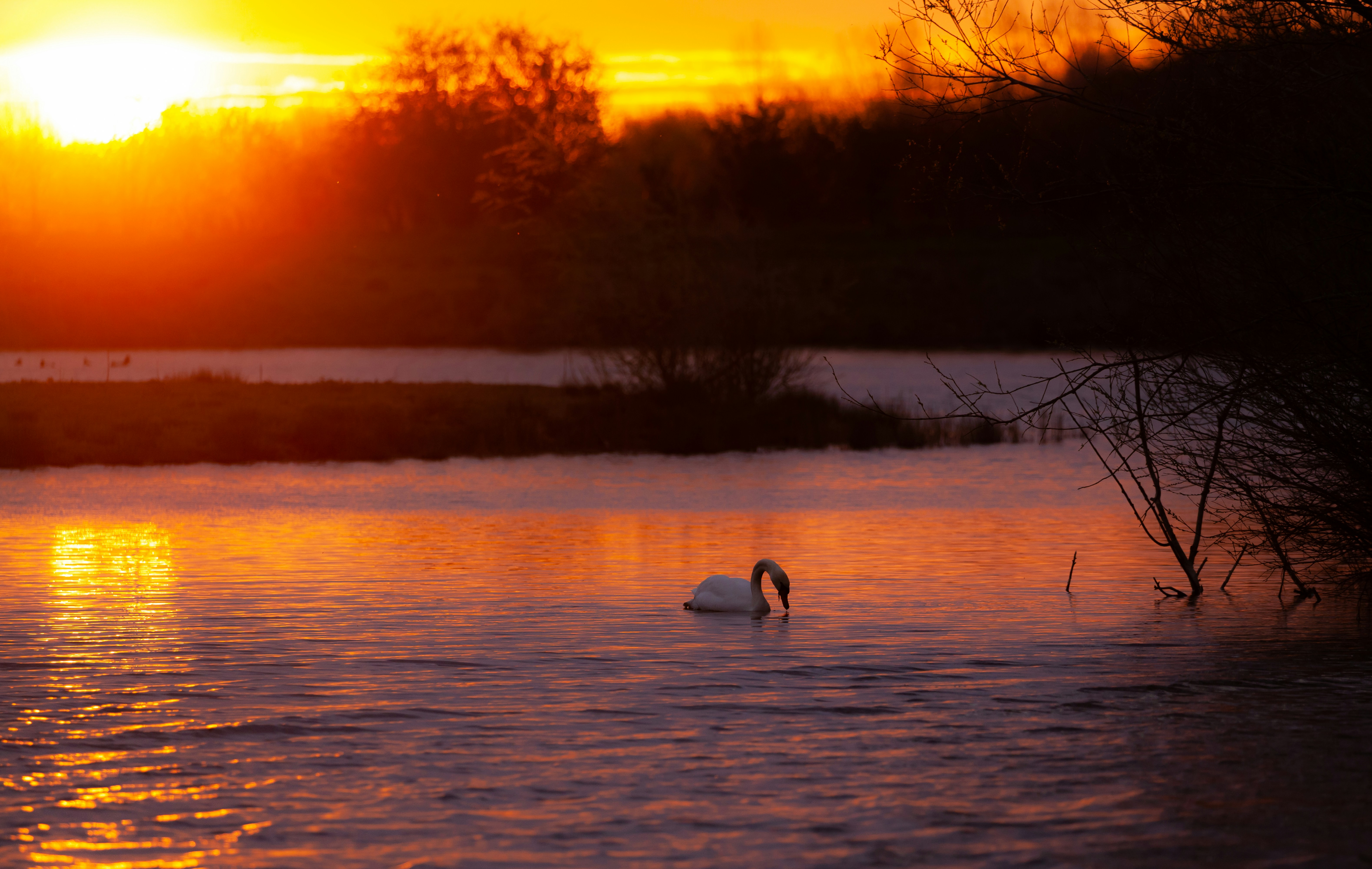 White swan on body of water during sunset photo Free Outdoors Image