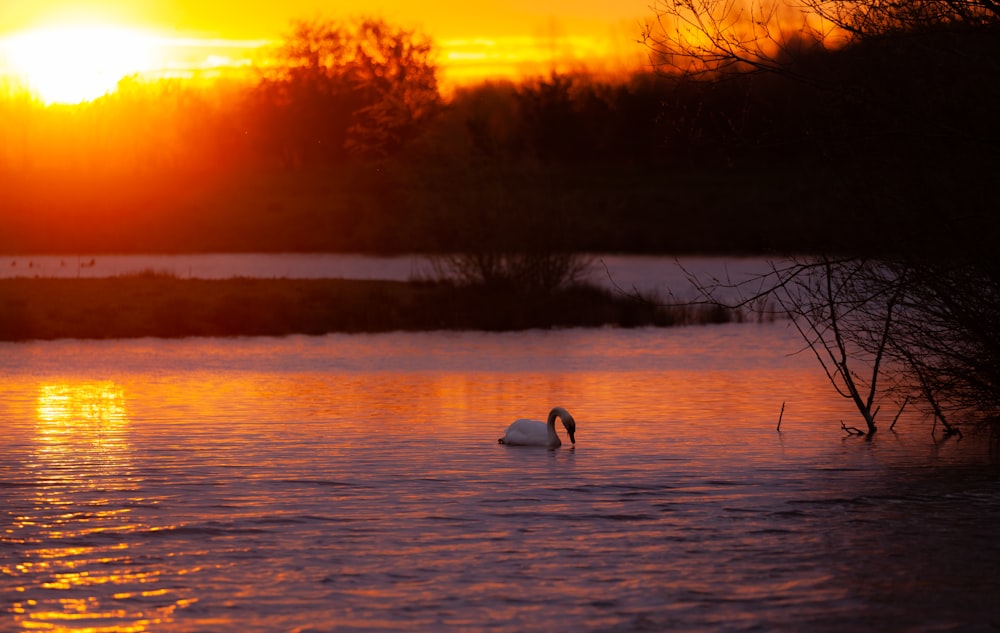 white swan on body of water during sunset