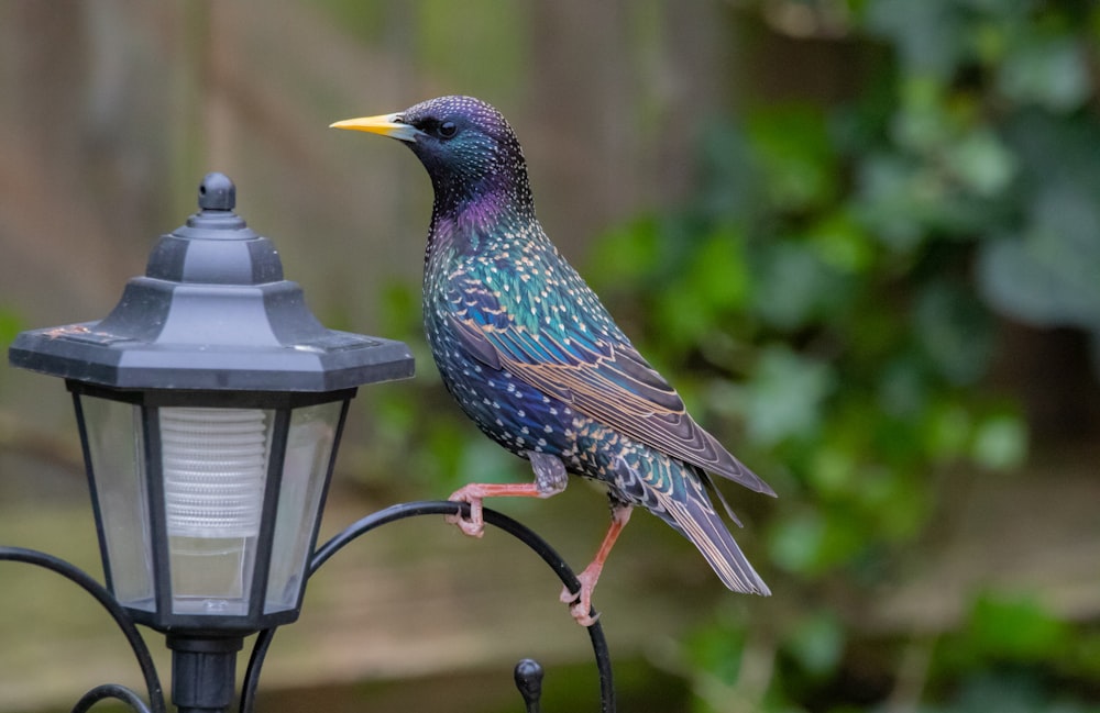 blue and black bird on brown metal fence during daytime