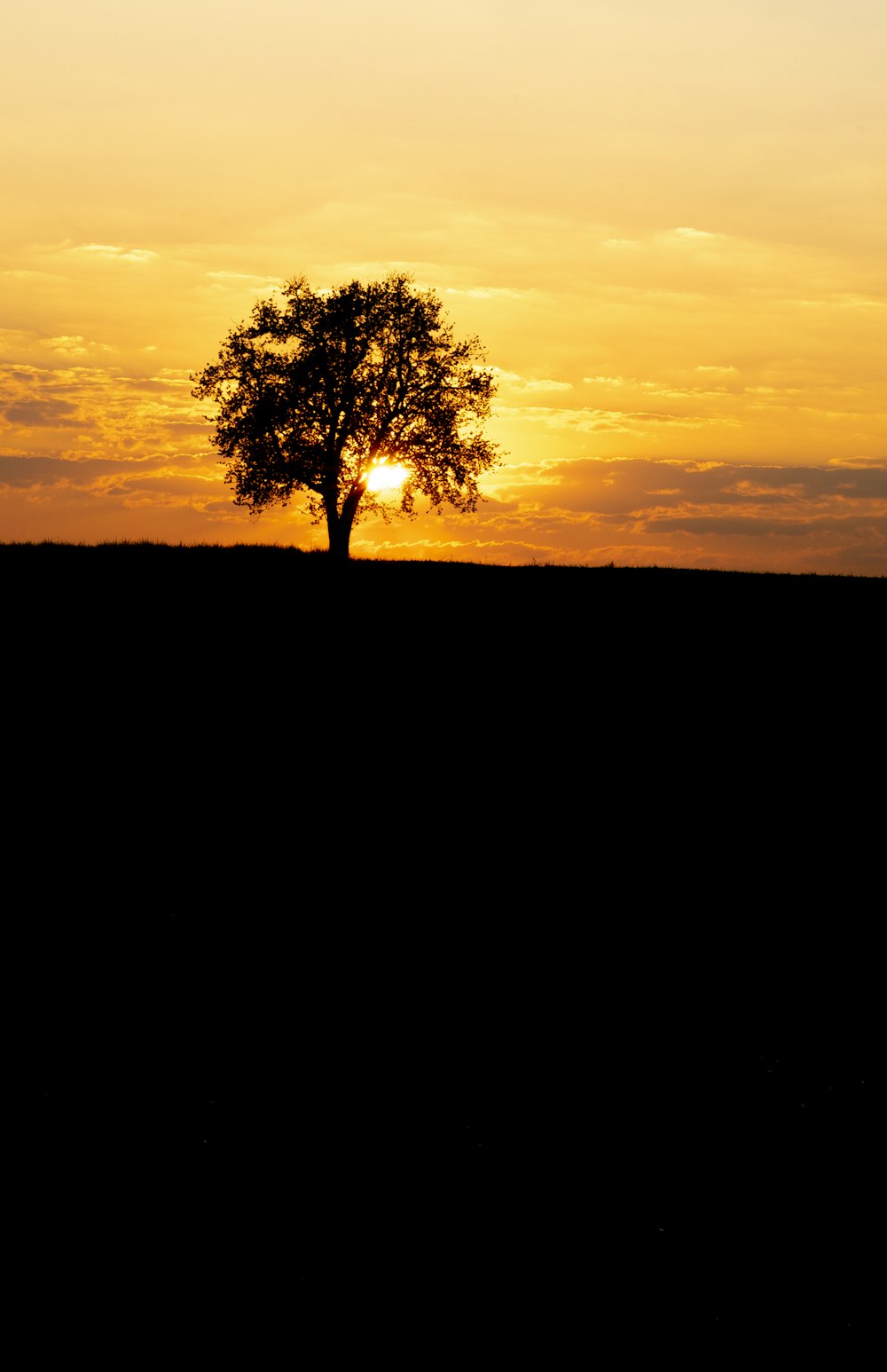 Silueta de árbol durante la puesta del sol
