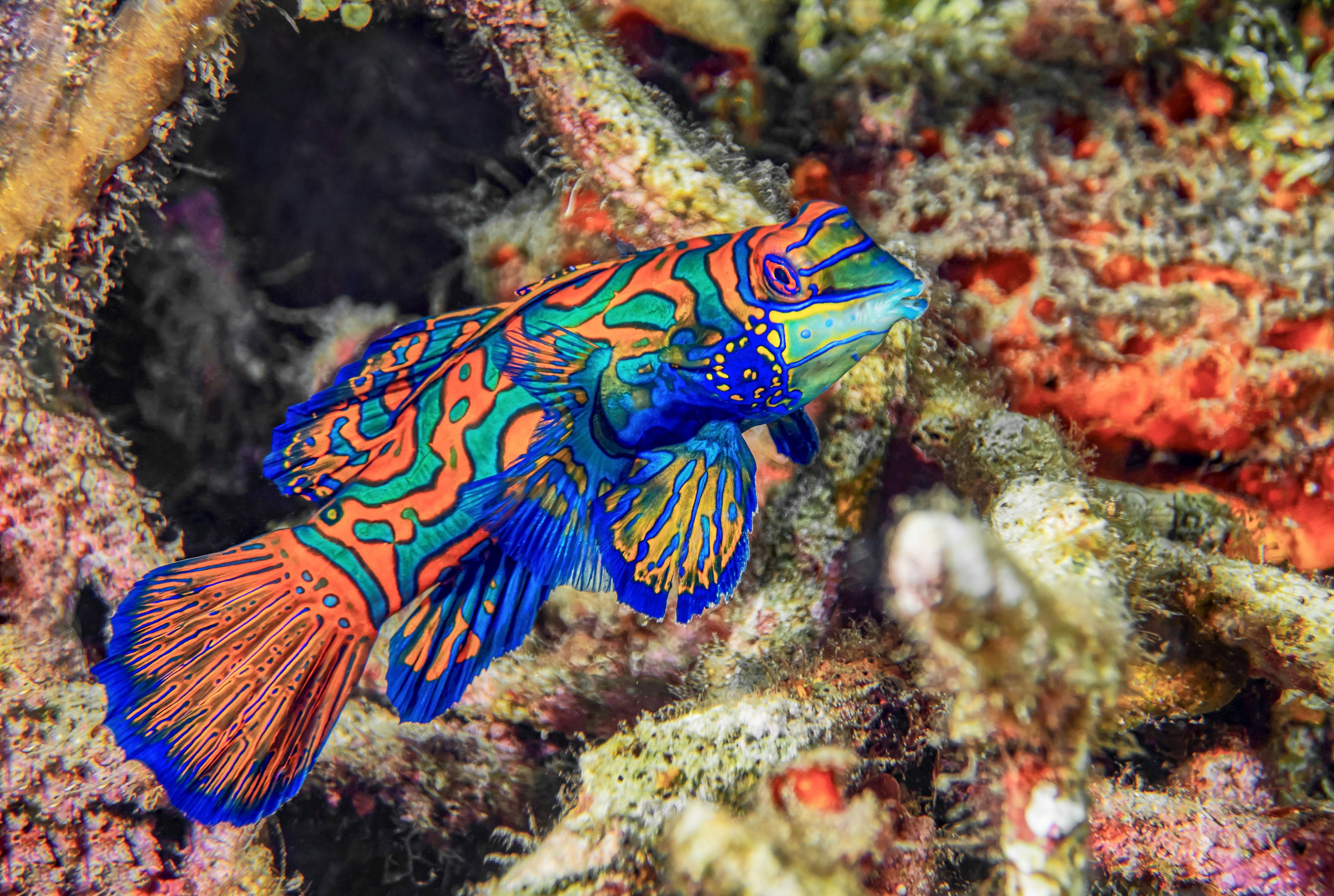 brown and black fish in close up photography