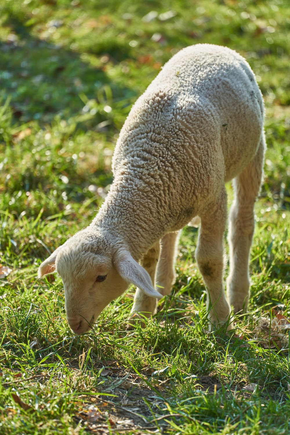 white sheep on green grass during daytime