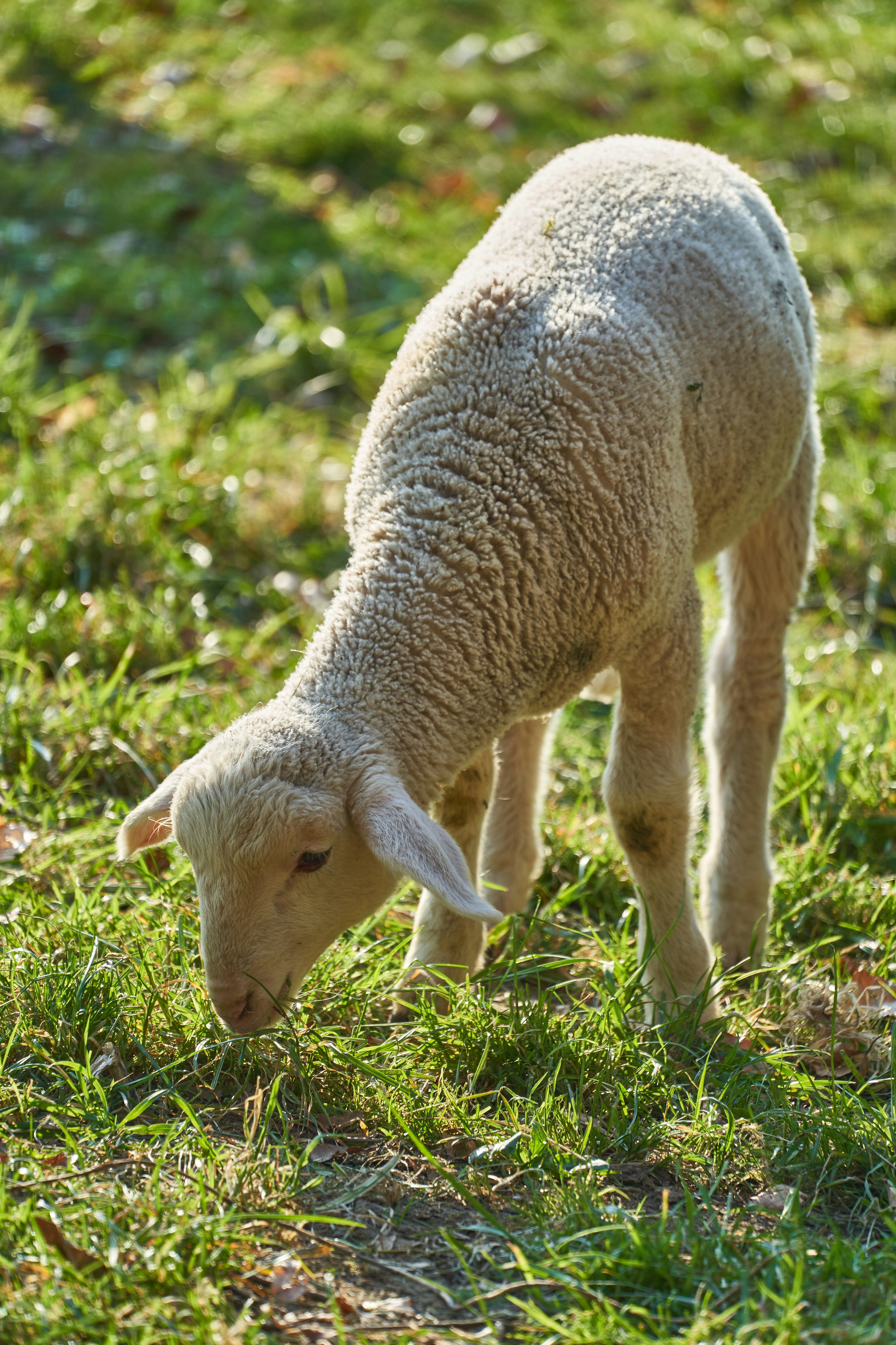 Easter lamb on green ground eating grass 