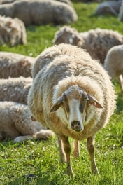 Close-up of healthy Texel sheep grazing on green pasture under bright sunlight