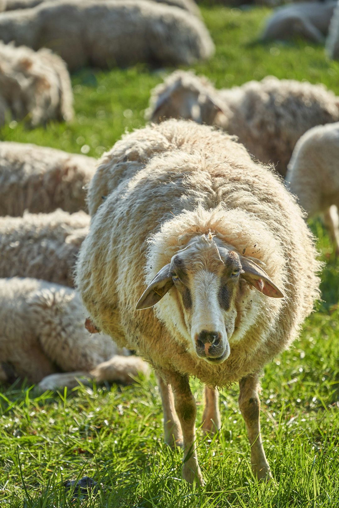 white sheep on green grass during daytime