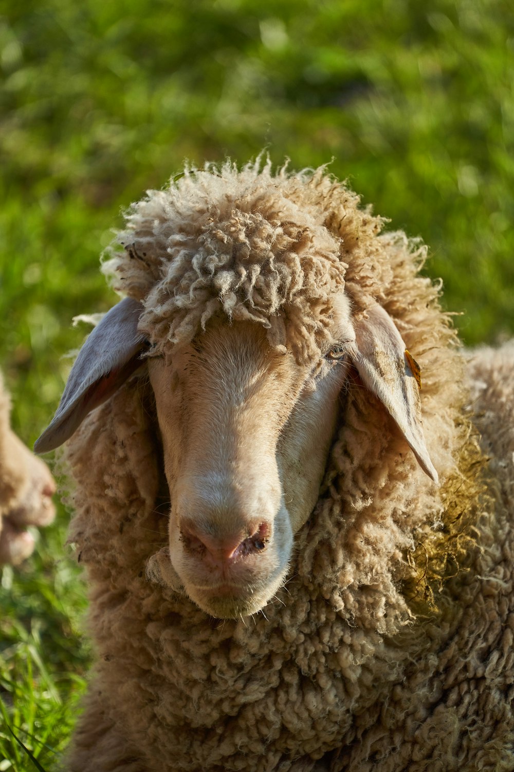 brown sheep on green grass during daytime