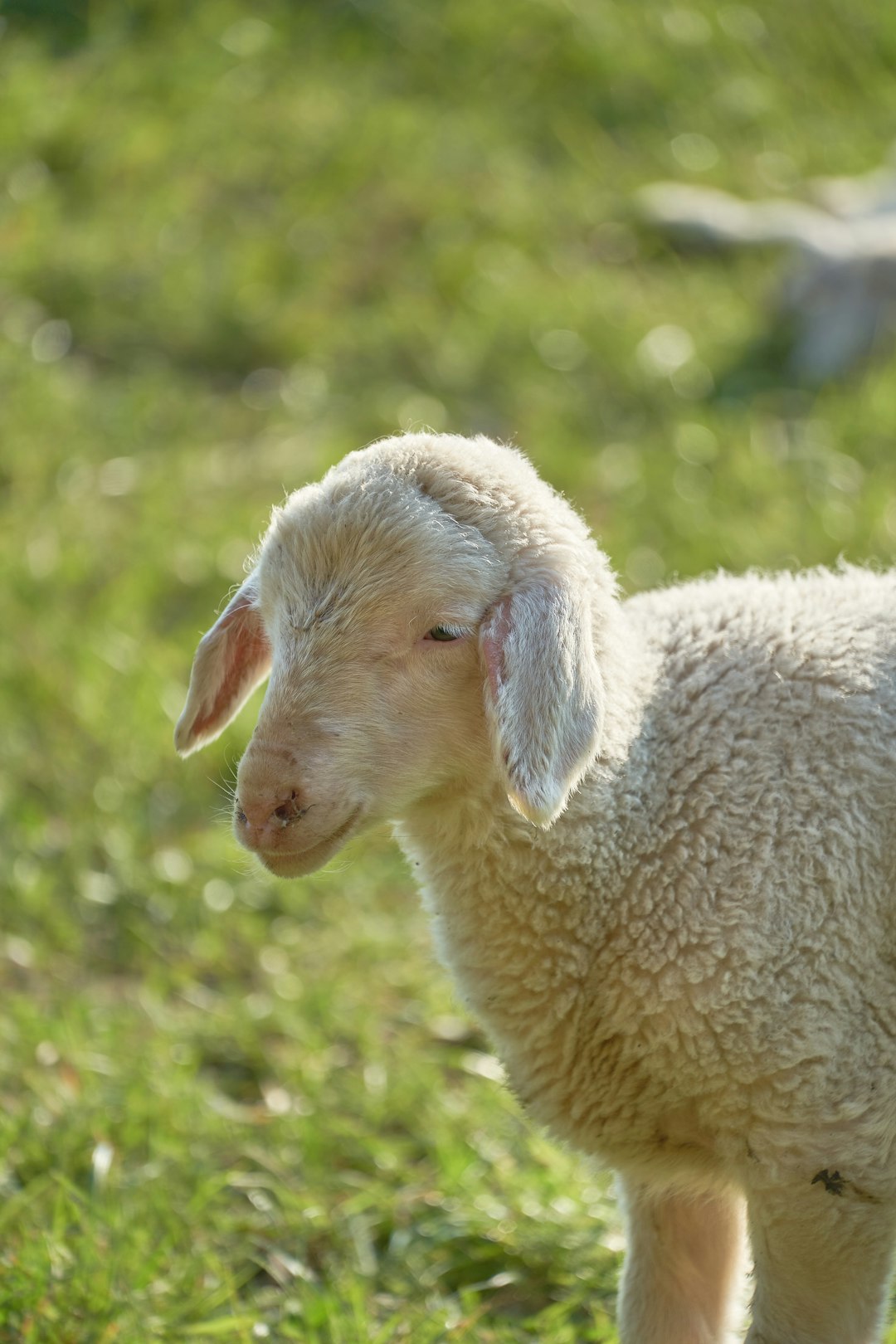 white sheep on green grass during daytime