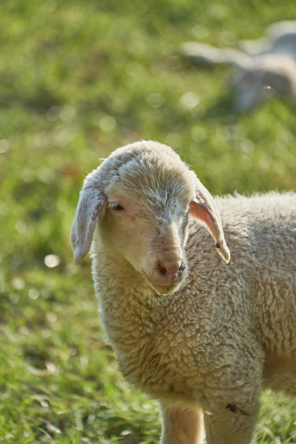 white sheep on green grass during daytime