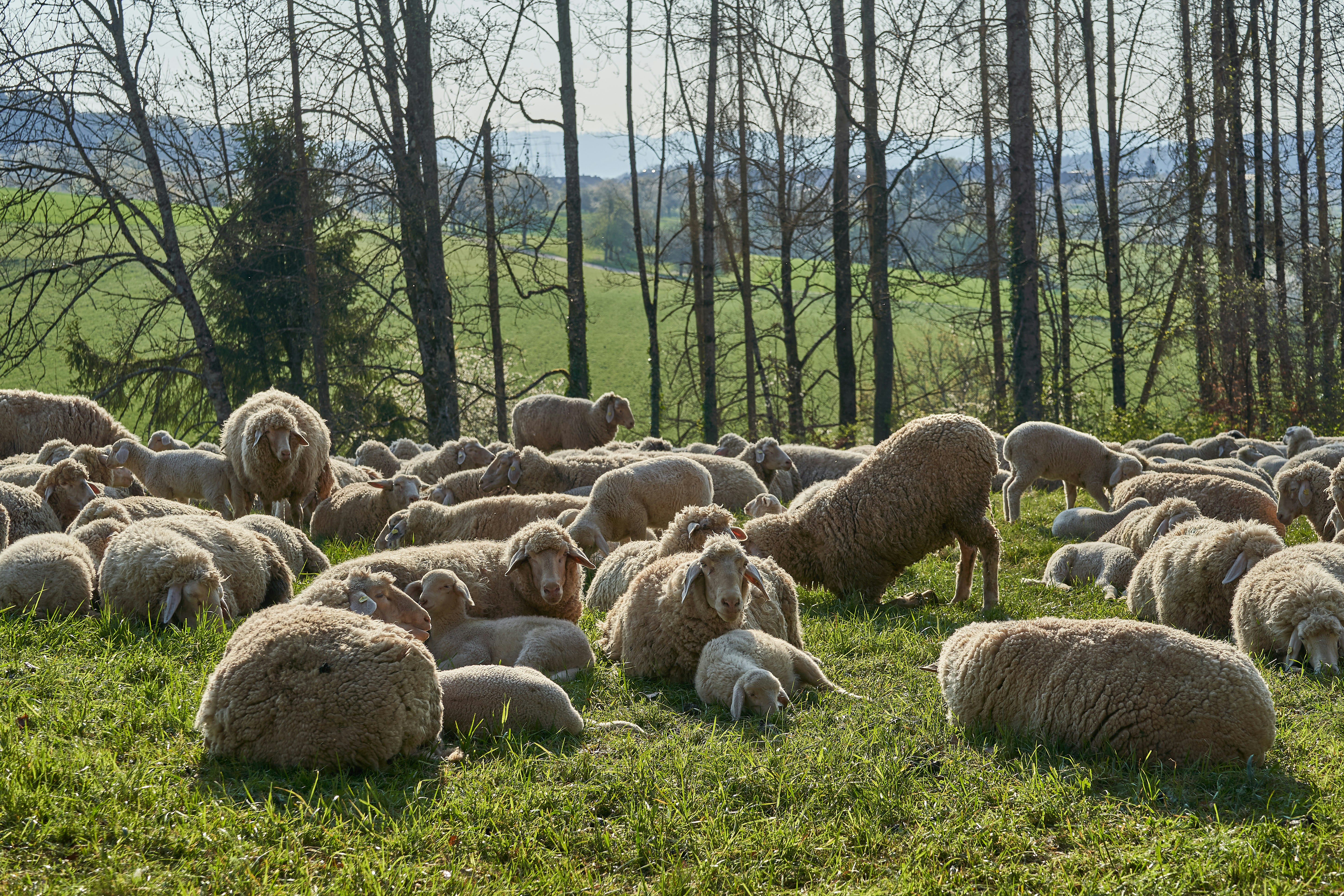 sheep on green grass field during daytime