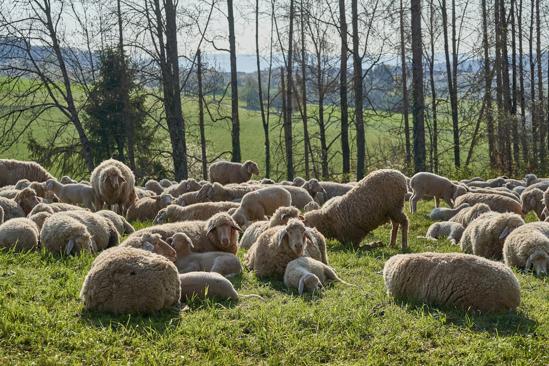 sheep on green grass field during daytime