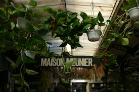 Hanging plants in white pots with lush green leaves are suspended from the ceiling of a market or greenhouse. In the background, a sign reads 'MAISON MEUNIER' and dried plants are visible.
