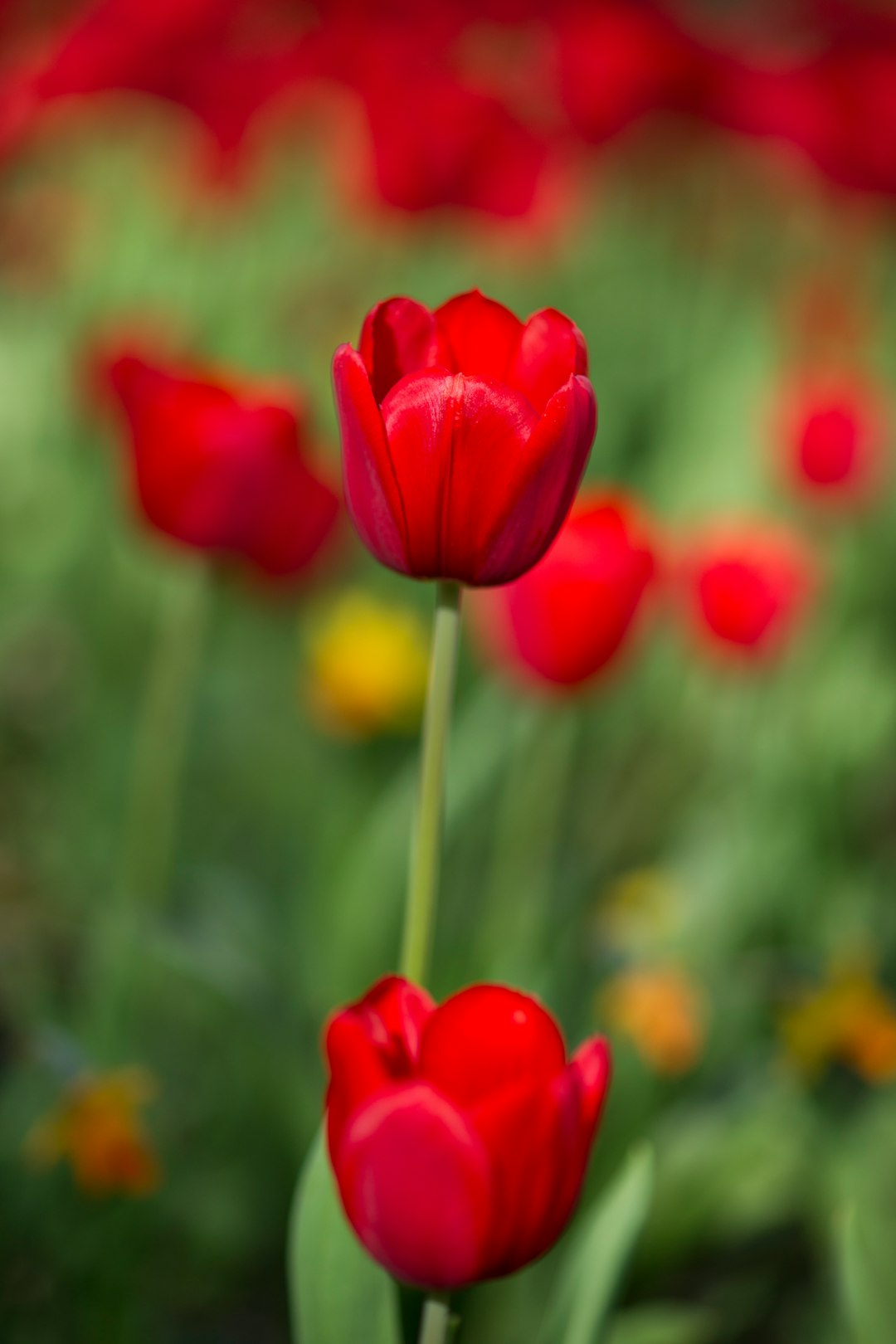 red flower in tilt shift lens