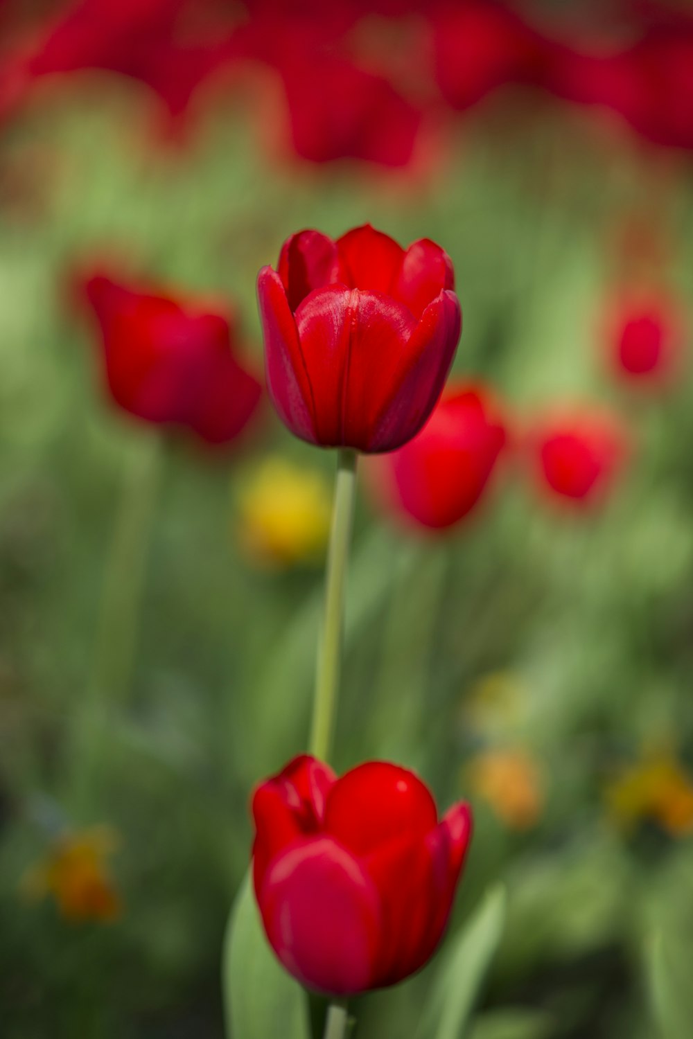 Fleur rouge dans une lentille à bascule