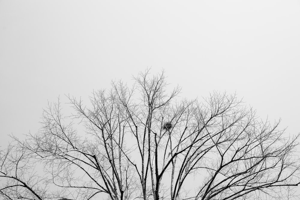 leafless tree under white sky