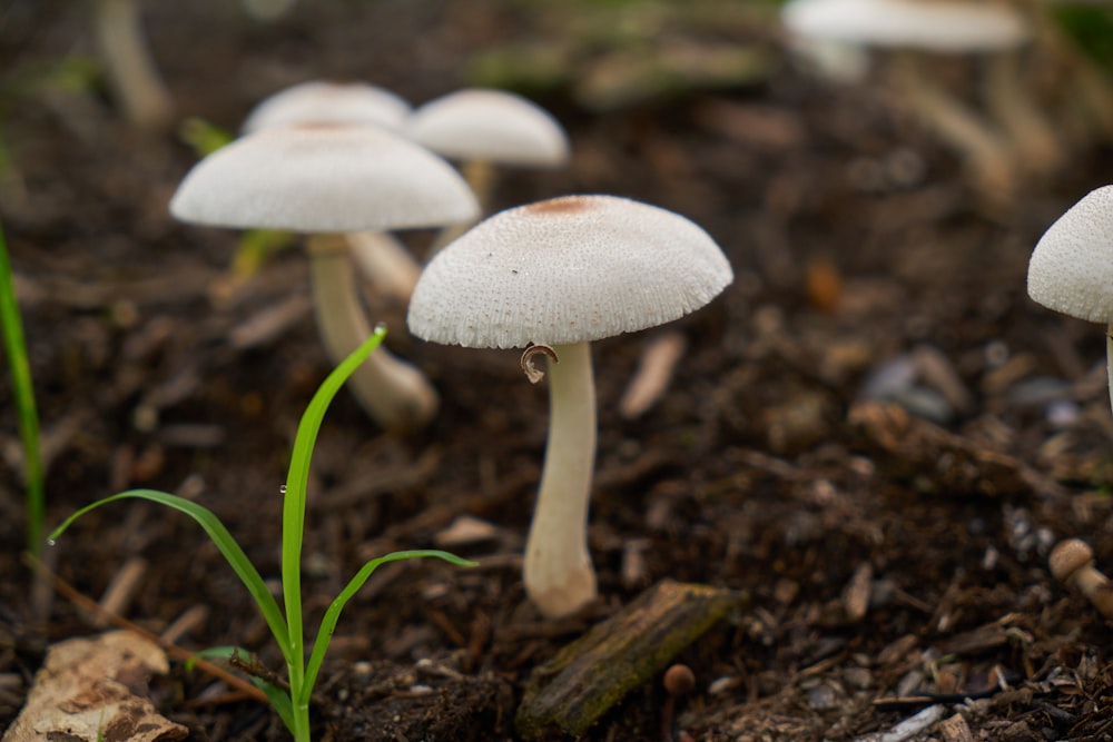 white mushroom in close up photography