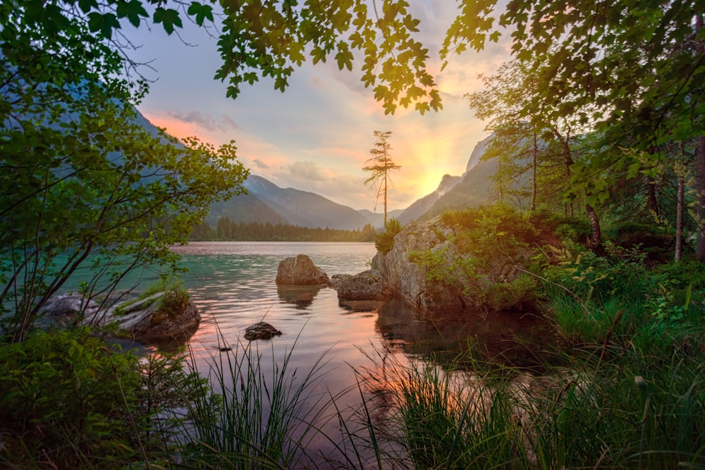 alberi verdi vicino allo specchio d'acqua durante il giorno