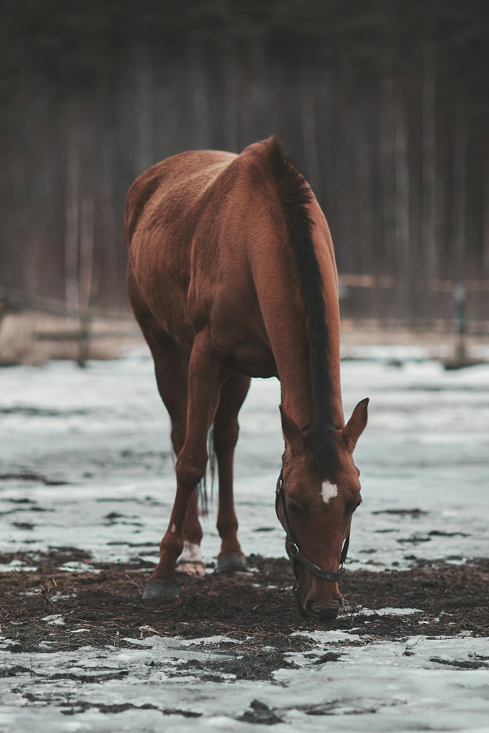 brown horse on water during daytime