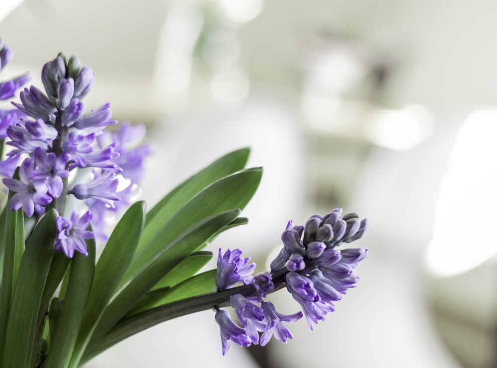 purple flower with green leaves