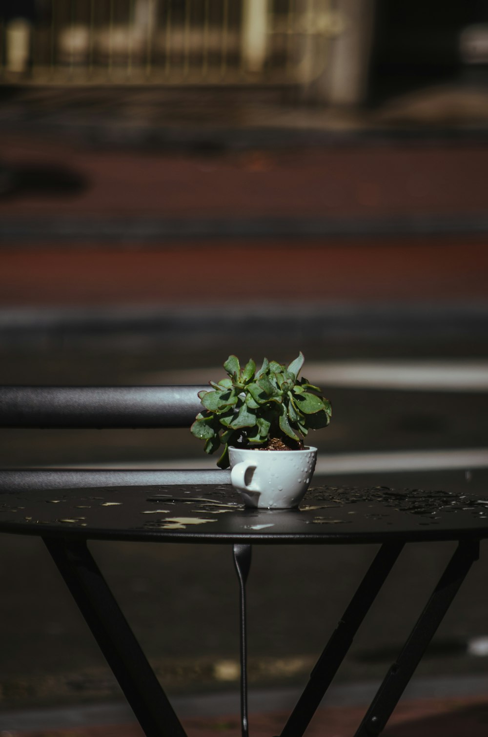 green plant on white ceramic pot on black metal table