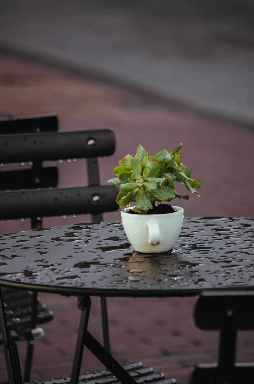 검은 나무 테이블에 흰색 세라믹 냄비에 녹색 식물