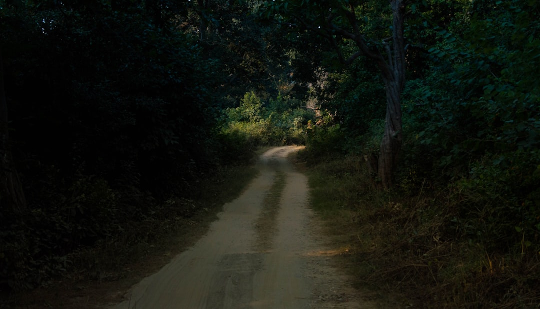 Forest photo spot Jim Corbett National Park Pauri