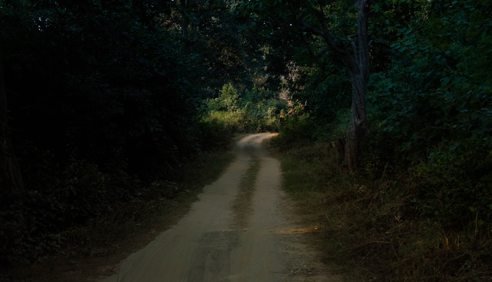 gray road in between green trees during daytime