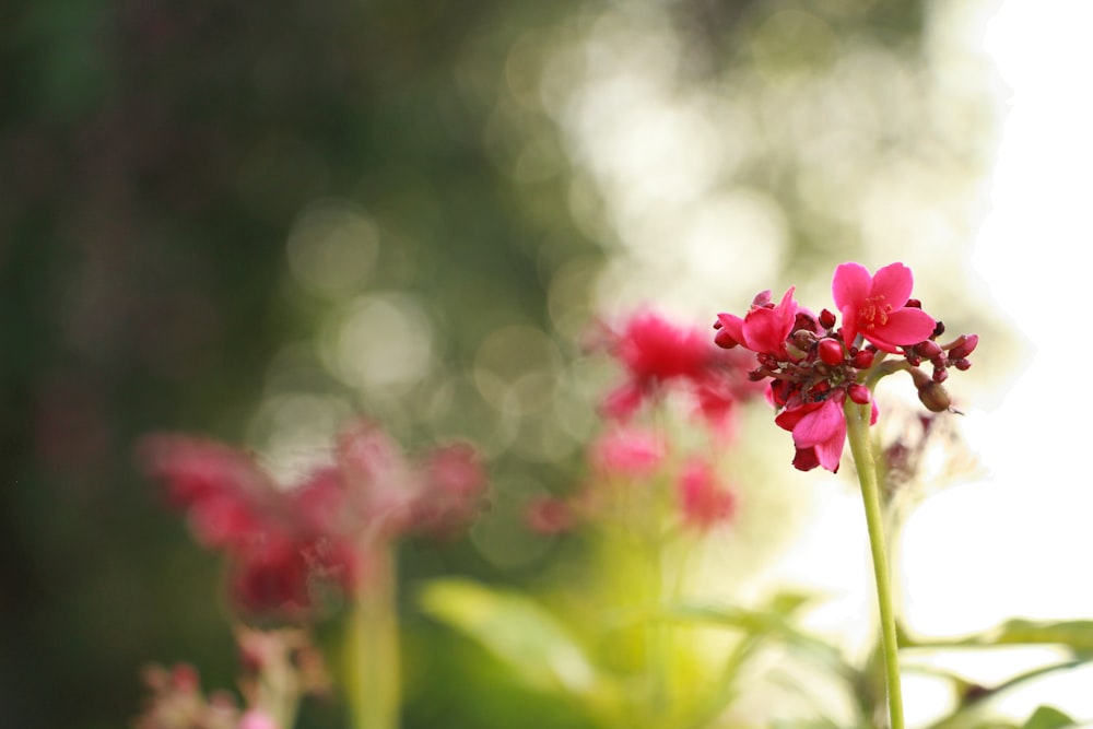 pink flower in tilt shift lens