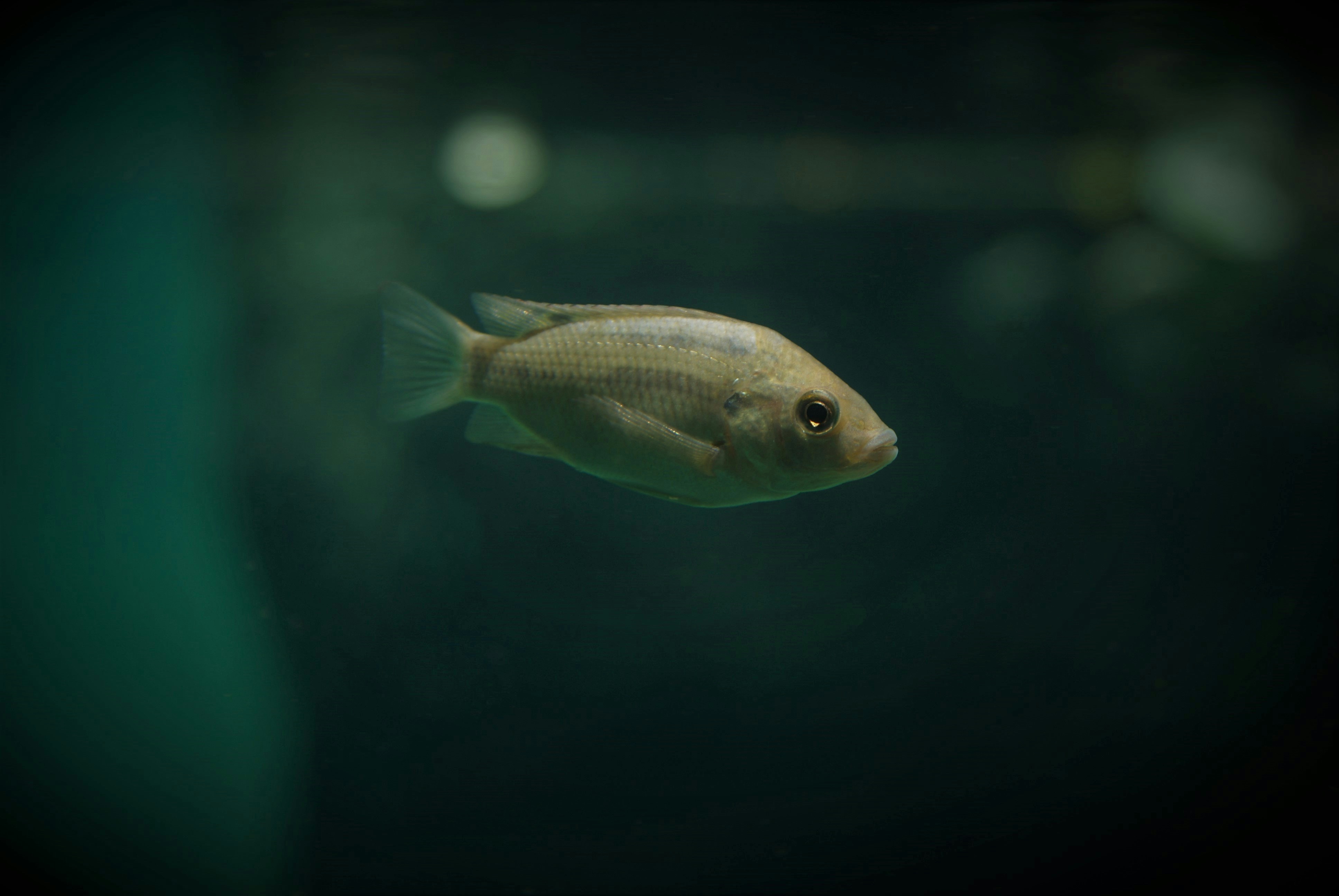 Photo by gaurangrungta