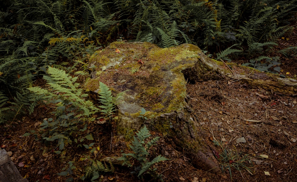 green moss on brown rock