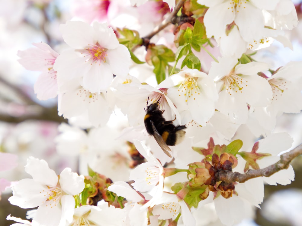 black and yellow bee on white flower