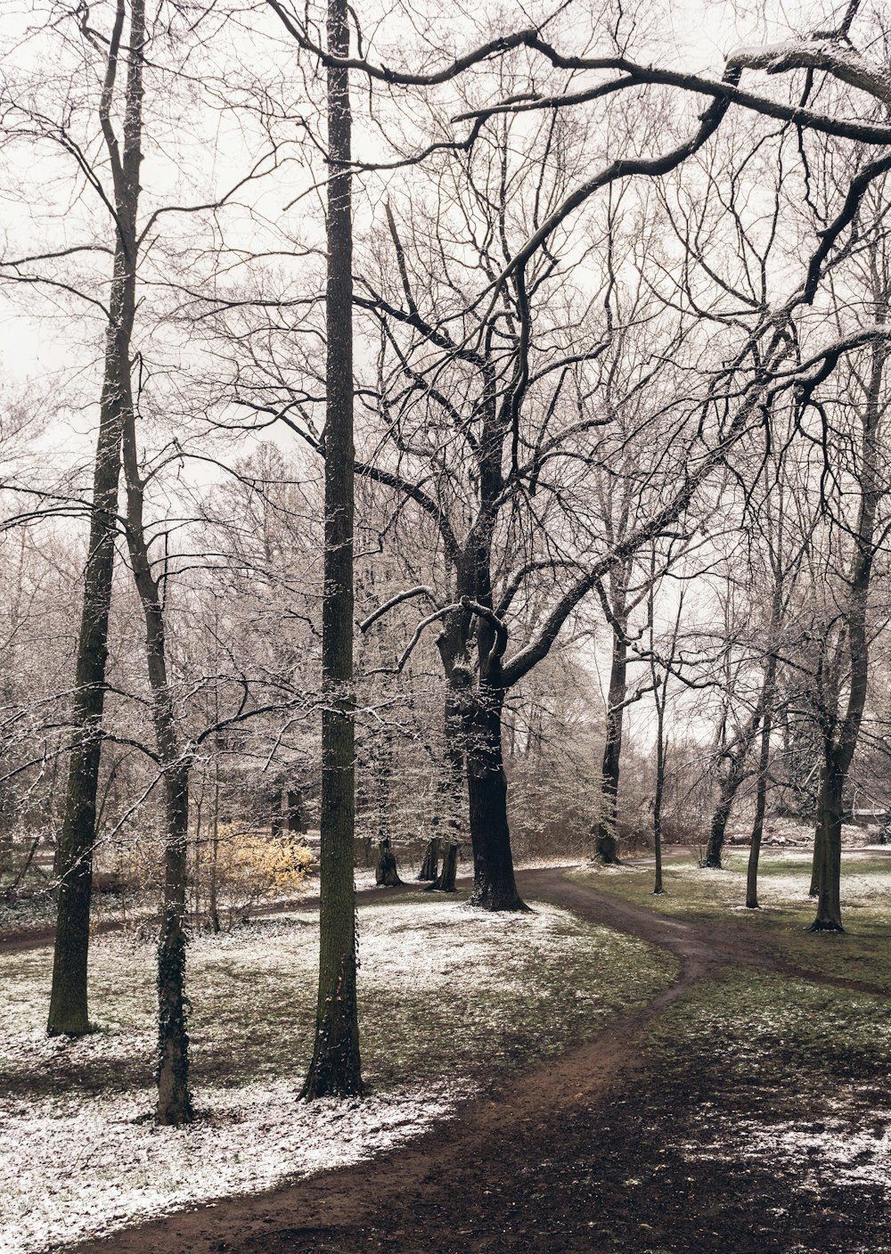 leafless trees on green grass field