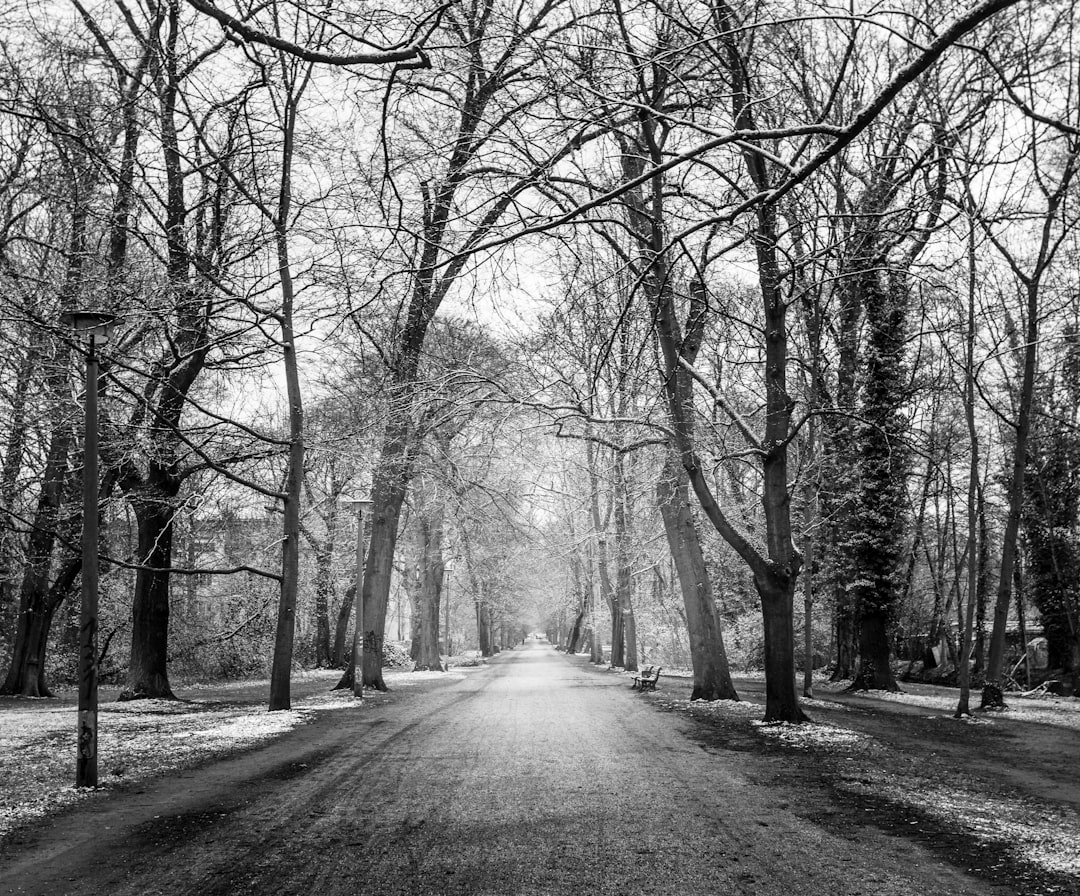 grayscale photo of road between bare trees